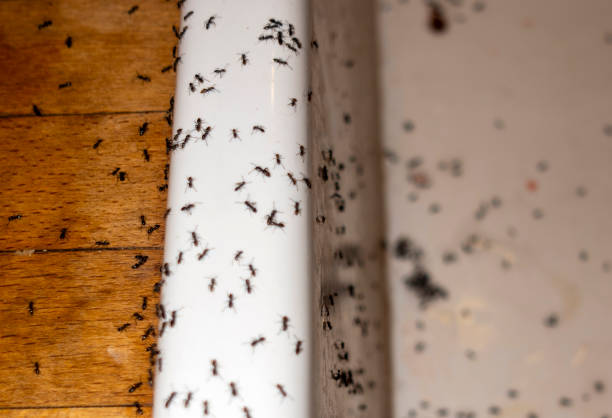 Best Best Pest Control Companies  in Mulberry, IN