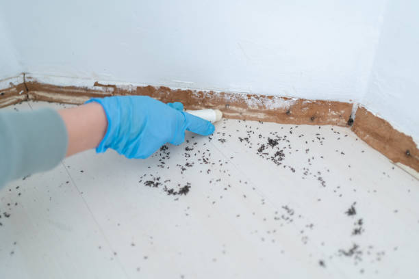 Best Rat Extermination Near Me  in Mulberry, IN